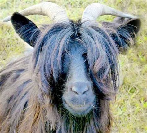 haircuts</strong>) Page couldn't load • Instagram Something went wrong. . Goat haircuts